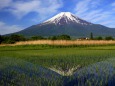 水田の逆さ富士