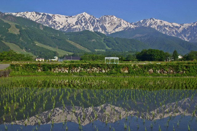 水田の白馬三山