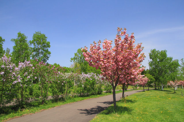 八重桜とライラック咲く公園 2