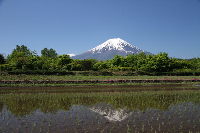 田んぼに逆さ富士