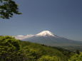 新緑富士山