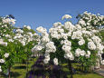 横浜・山下公園の薔薇