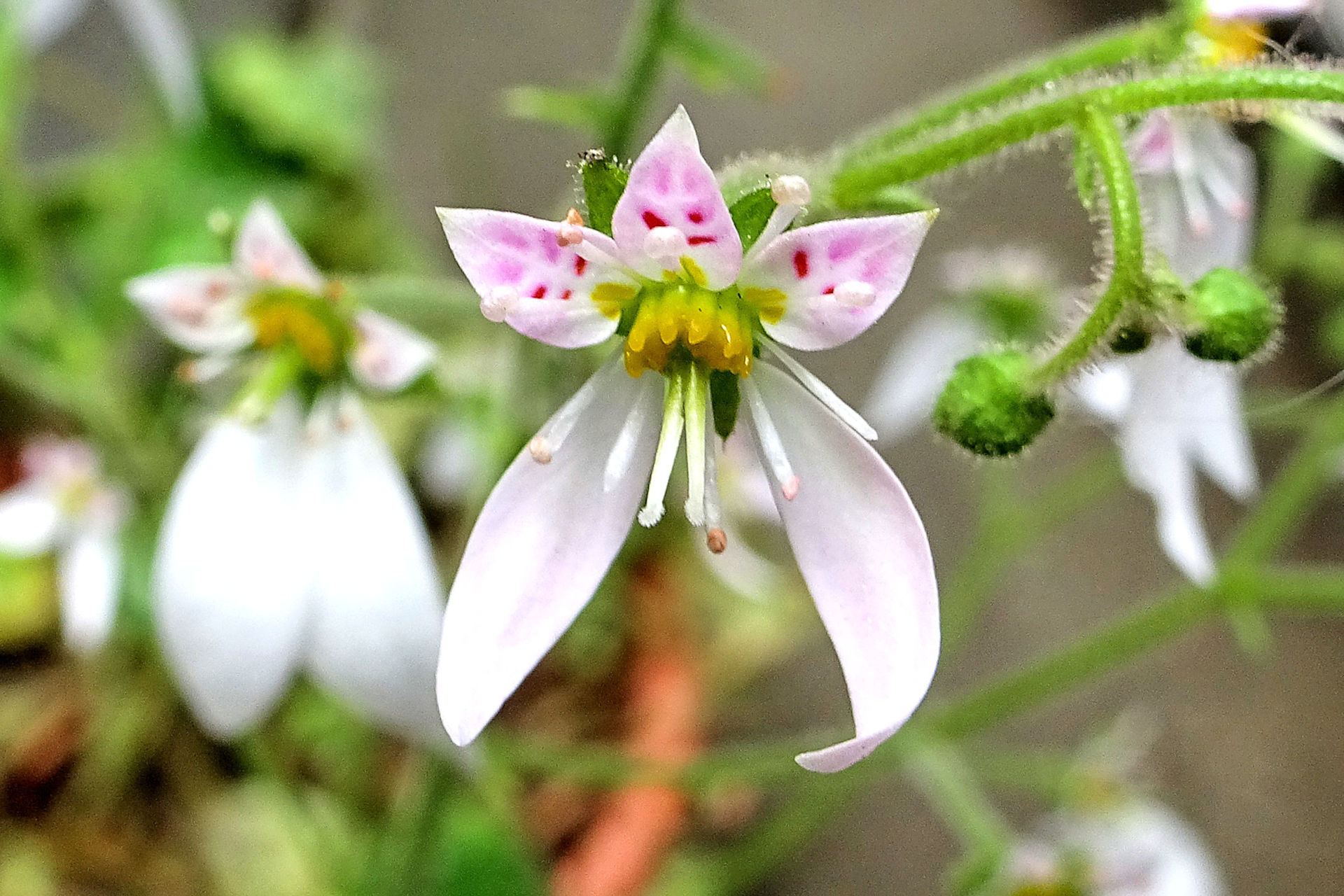 花 植物 ユキノシタ 壁紙19x1280 壁紙館