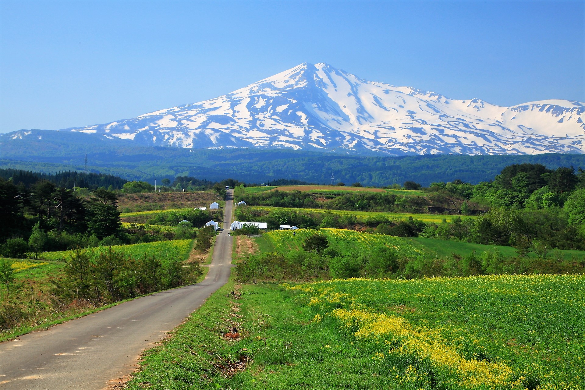 日本の風景 菜の花と鳥海山 壁紙19x1280 壁紙館