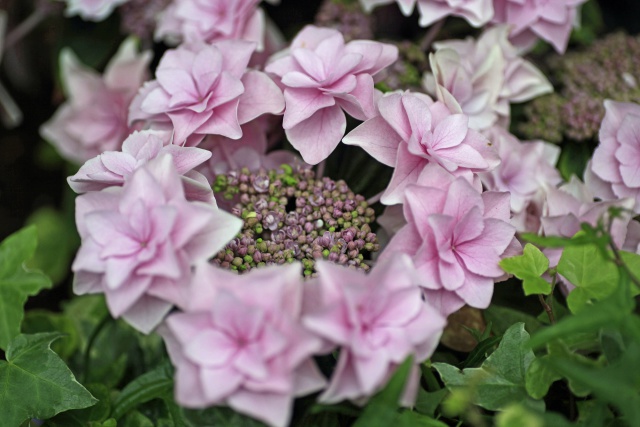 額紫陽花コンペイトウ