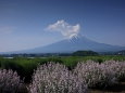 初夏の富士山