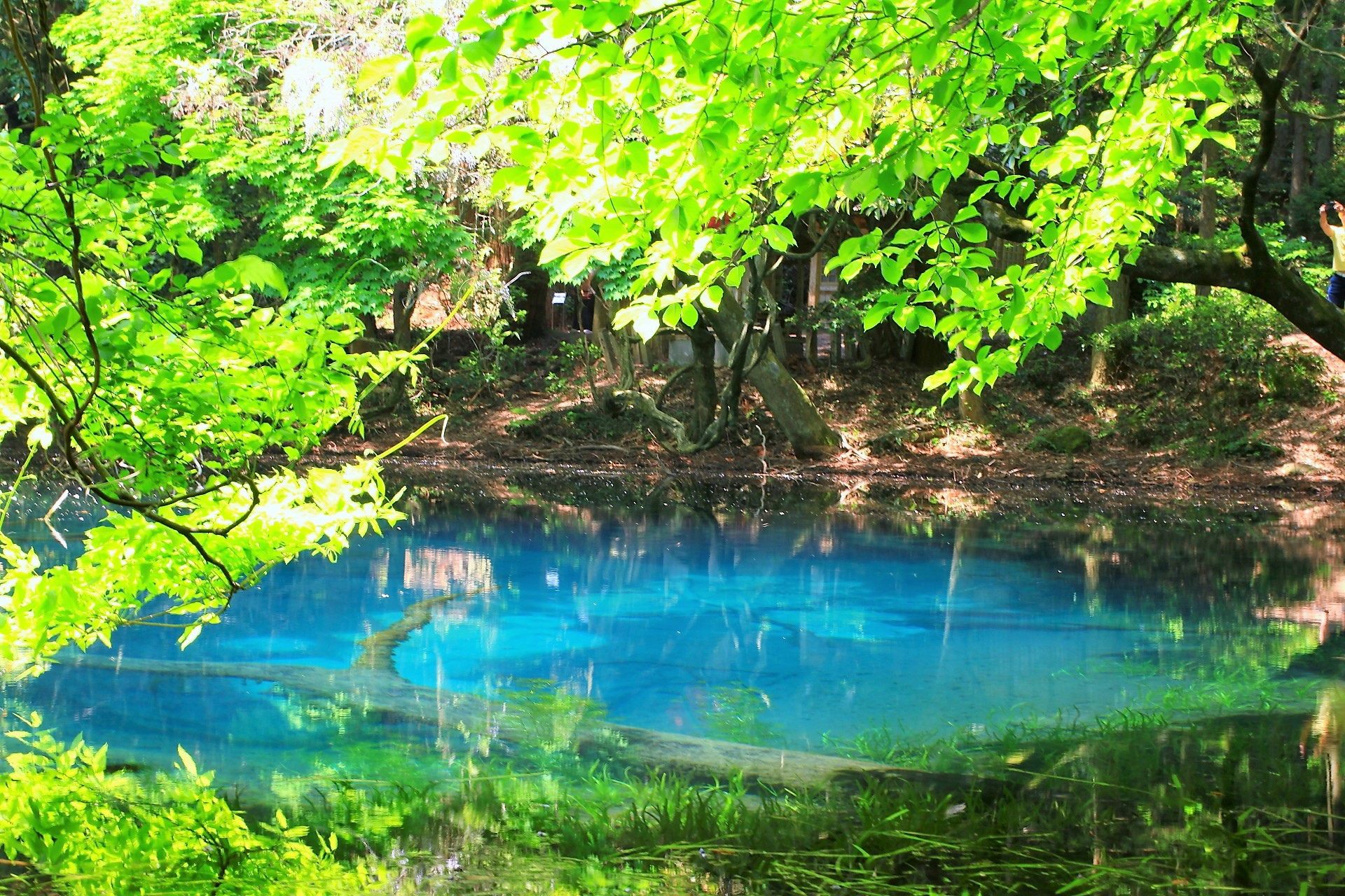 日本の風景 青い池 壁紙19x1280 壁紙館