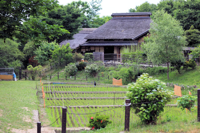 初夏 田植えを終えた古民家