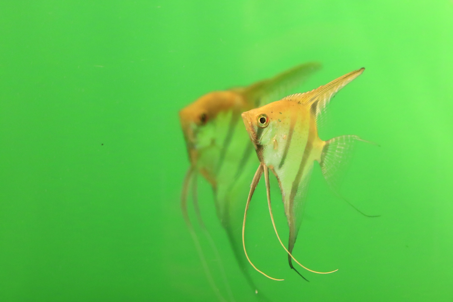 魚 水生生物 エンゼルフィッシュ 壁紙19x1280 壁紙館