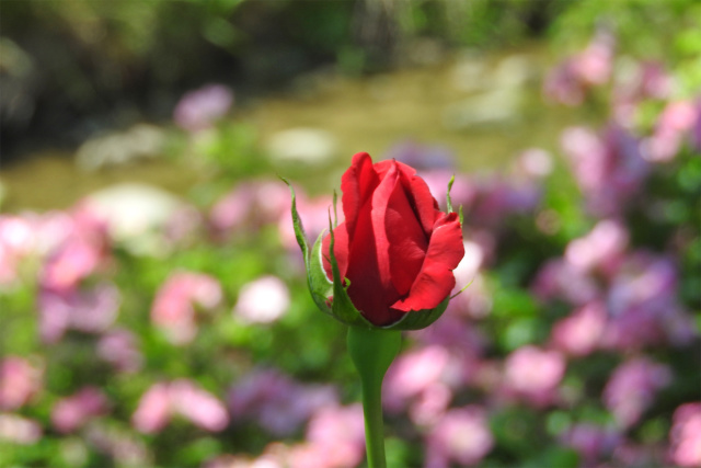 バラの季節-赤いバラの蕾