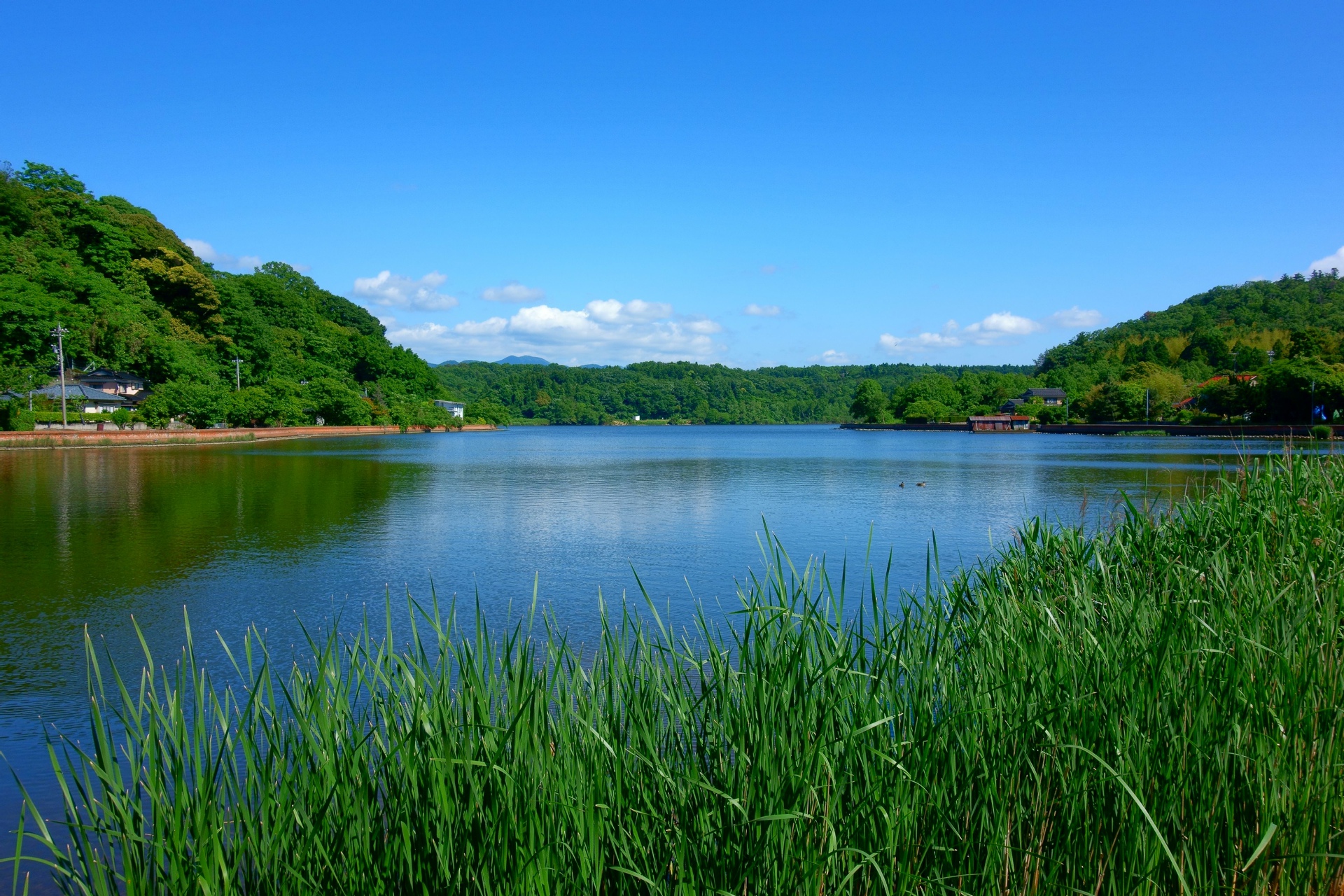 最高の壁紙 初夏 花の画像