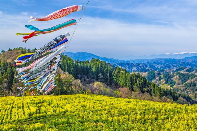 アルプス展望広場夢の駅 菜の花