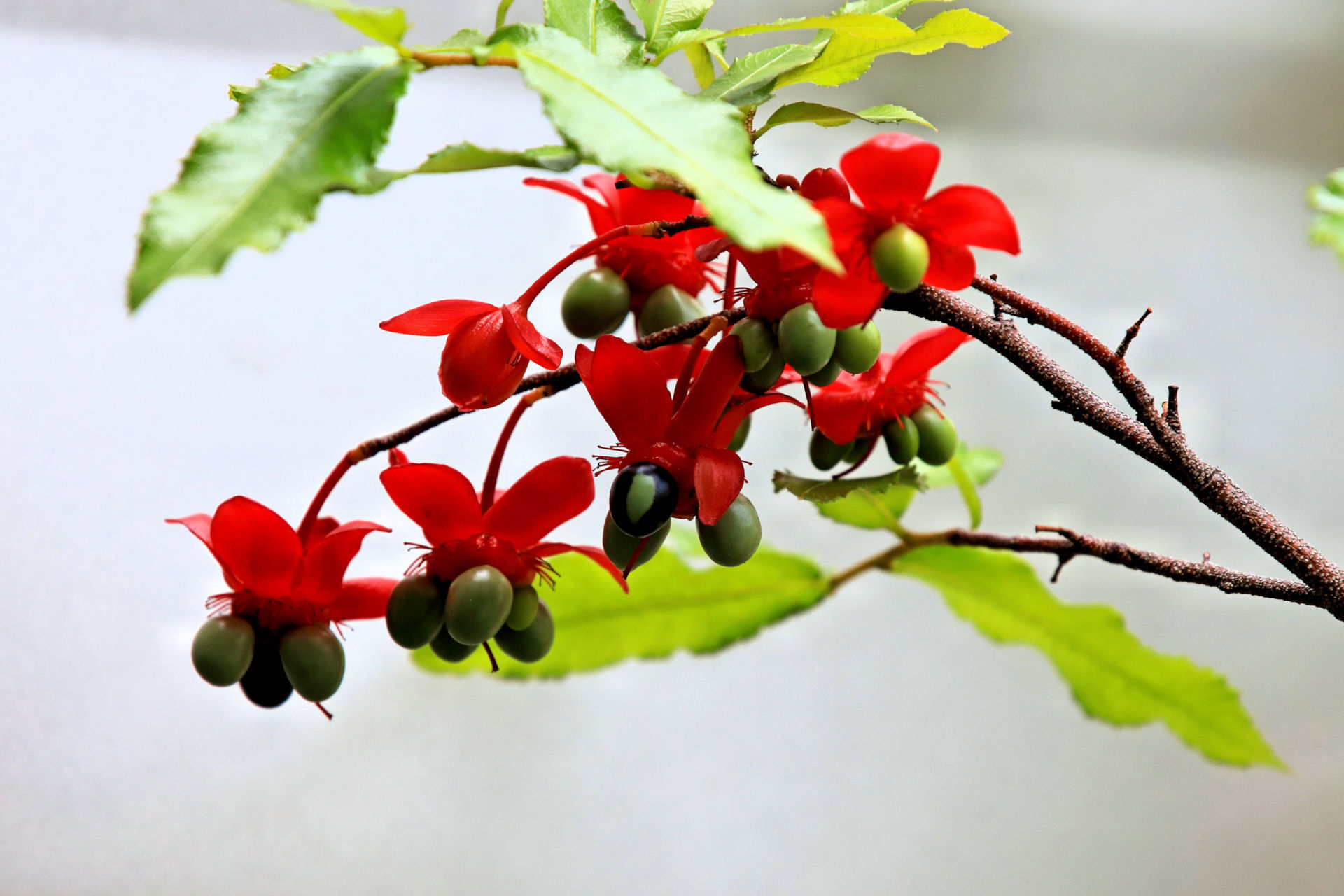 花 植物 ミッキーマウス 壁紙19x1280 壁紙館