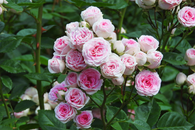 バラの季節-ハナグルマ