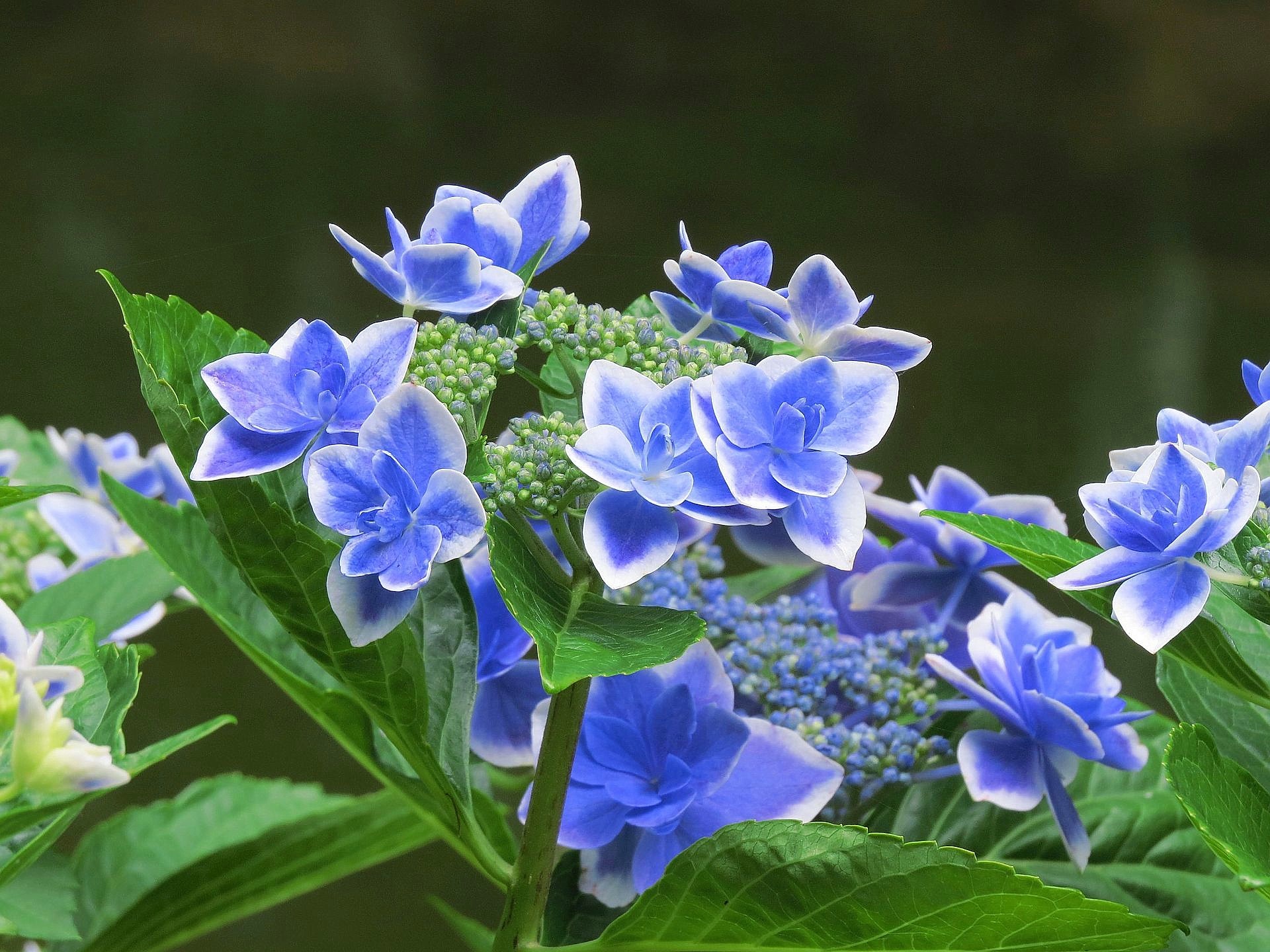 花 植物 紫陽花 コンペイトウ 壁紙19x1440 壁紙館