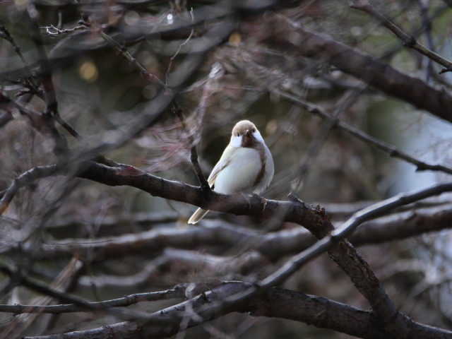 白いシジュウカラ87