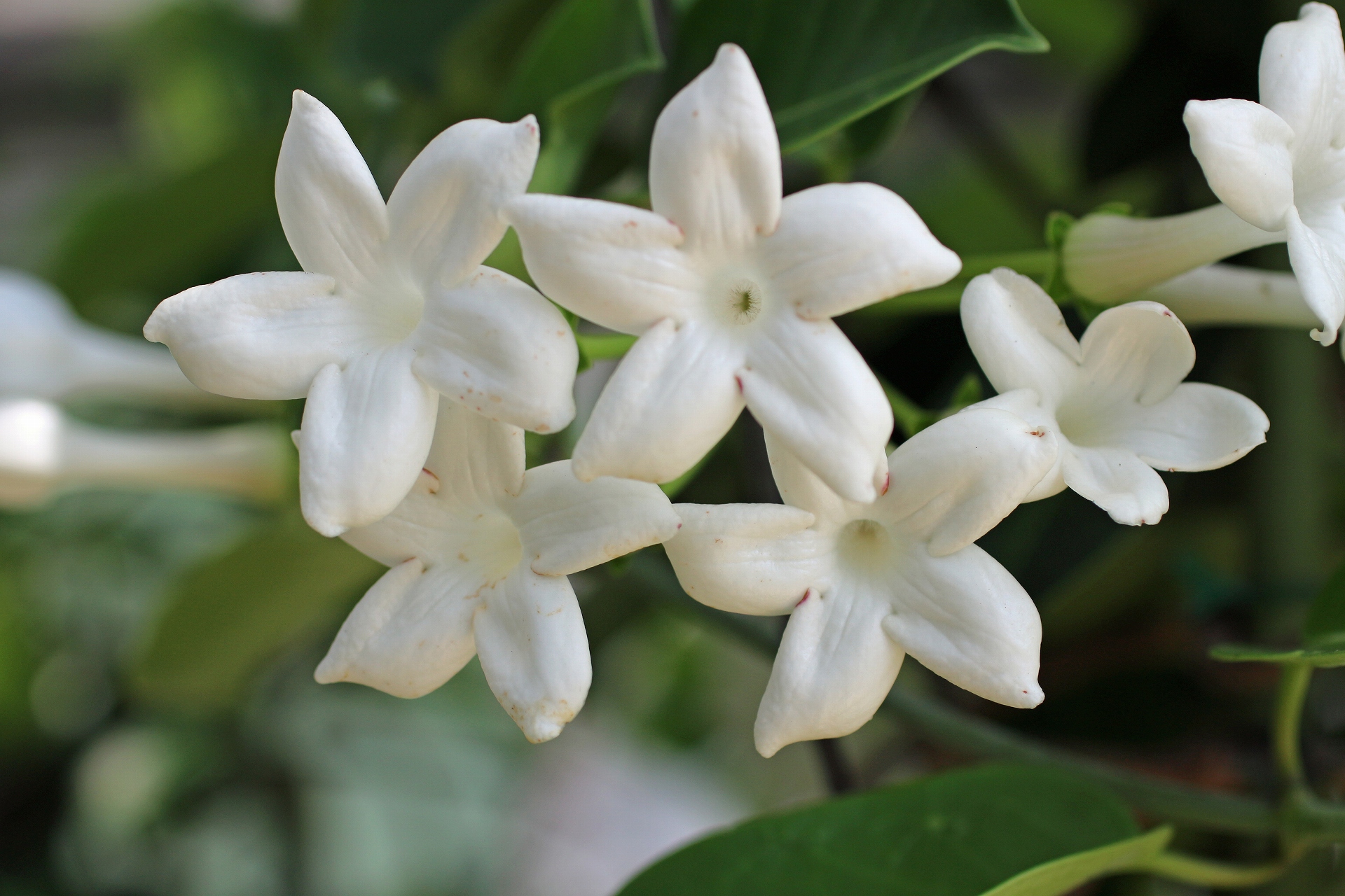 花 植物 マダガスカルジャスミン 壁紙19x1280 壁紙館