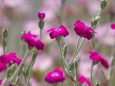 RndList[3]