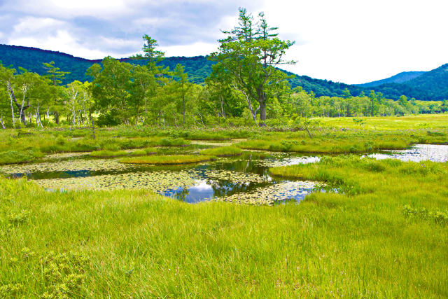 尾瀬 緑の湿原