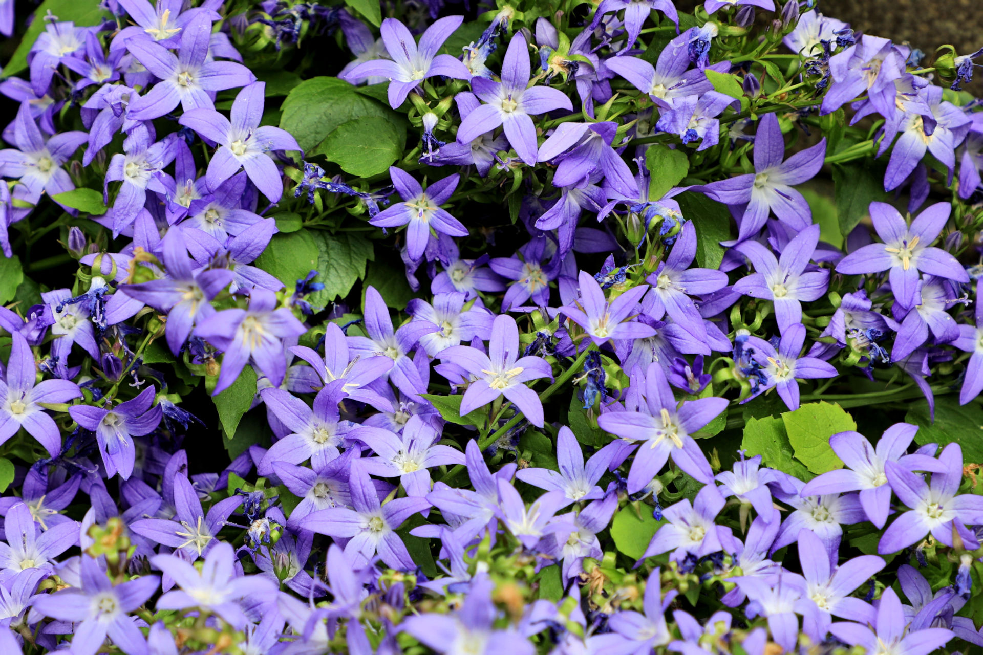 花 植物 ブルースター 壁紙19x1280 壁紙館