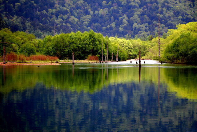 緑まばゆい大正池