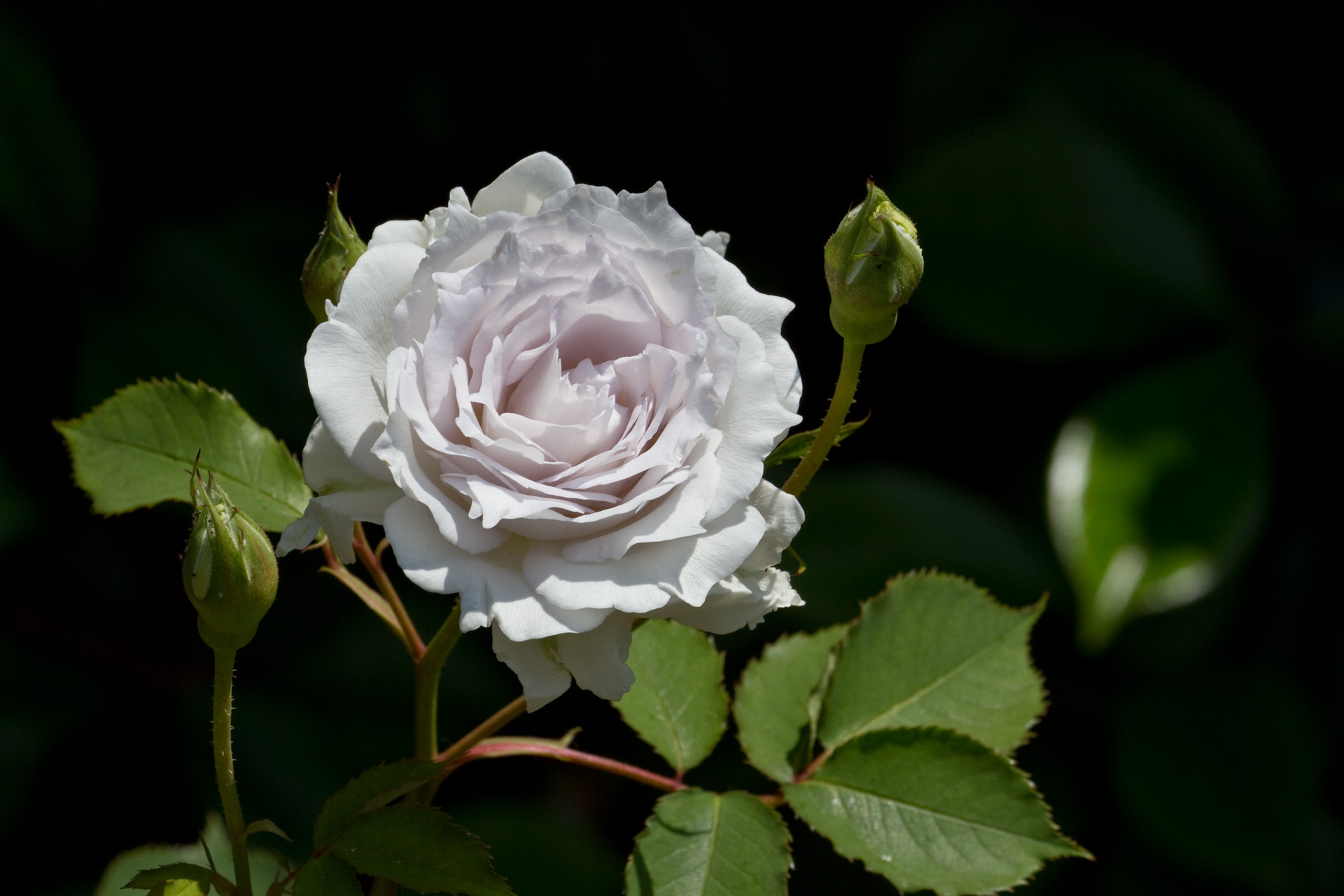 花 植物 ガブリエル 壁紙19x1280 壁紙館