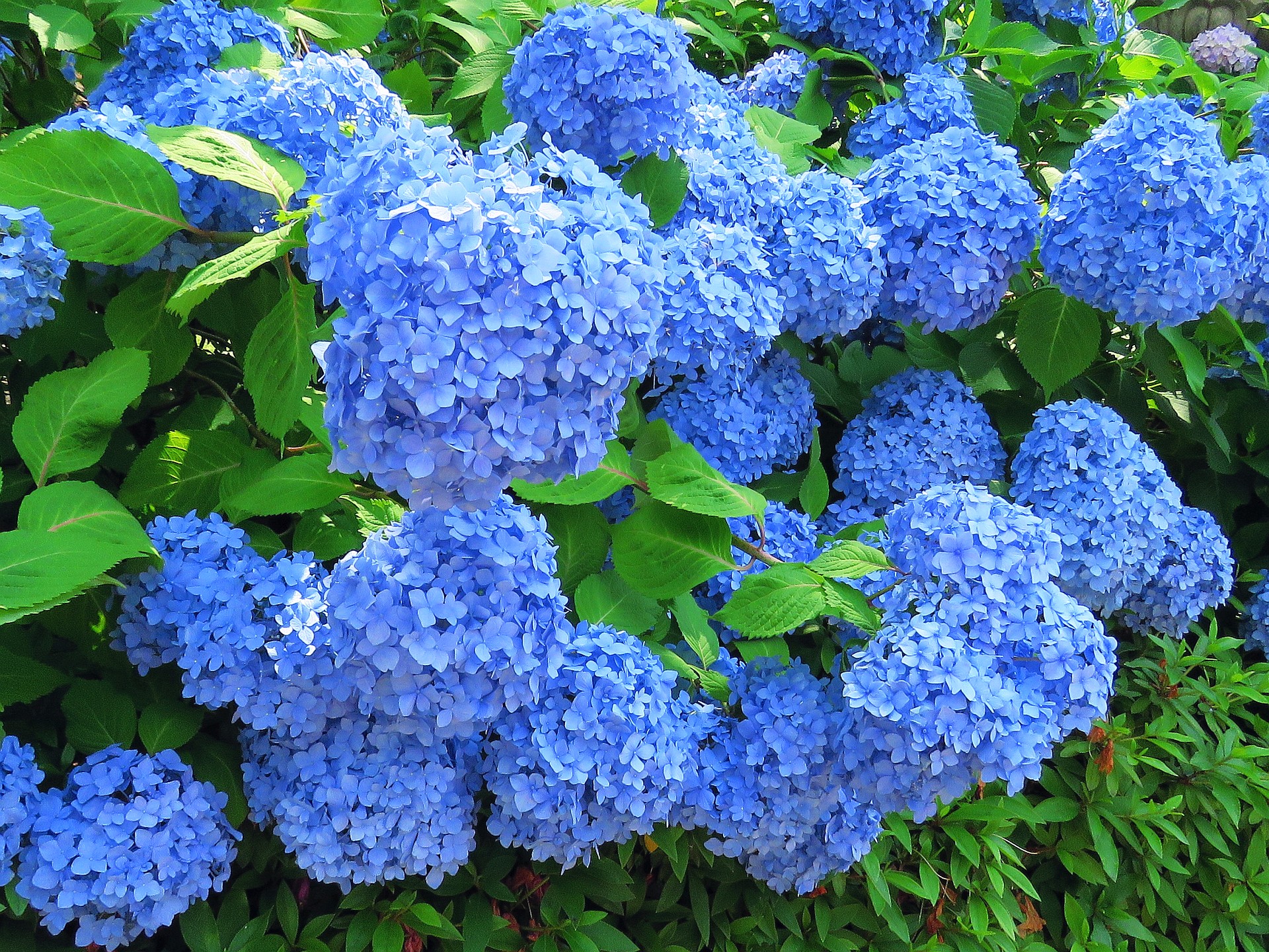 花 植物 深い青色 ホンアジサイ 壁紙19x1440 壁紙館