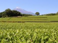 茶畑と富士山