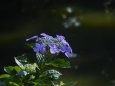 池辺に咲く紫陽花
