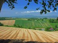 初夏の富良野