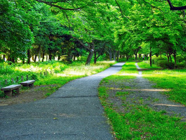 新緑に包まれる武蔵野公園