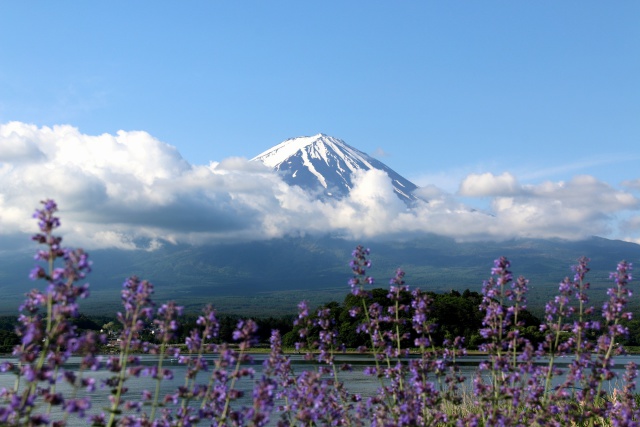 ラベンダー&富士