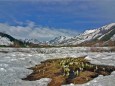 残雪の栂池自然園