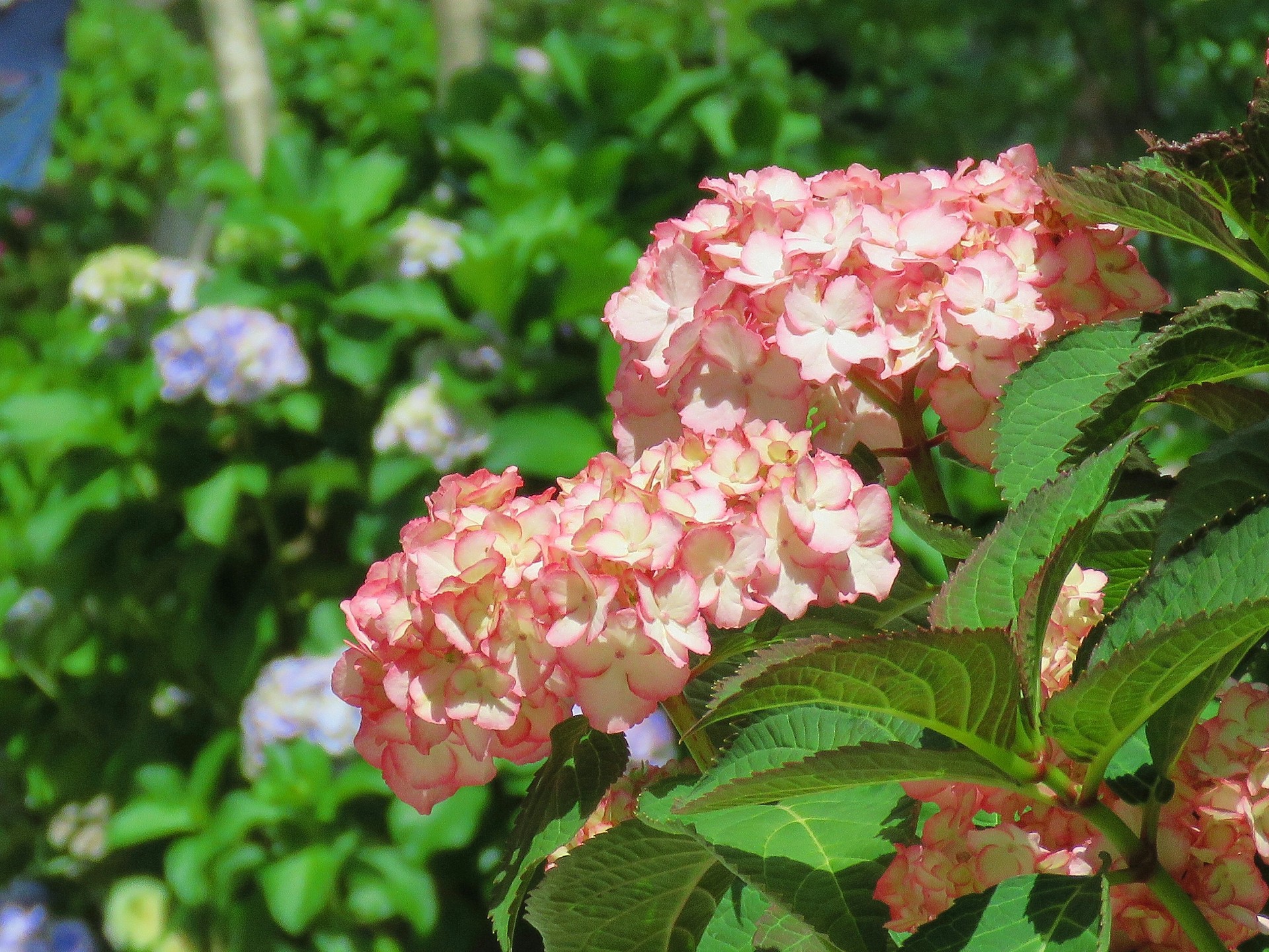 花 植物 紫陽花 君の名は 壁紙19x1440 壁紙館