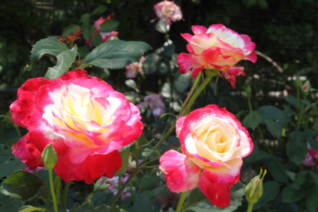 春日池公園のバラ