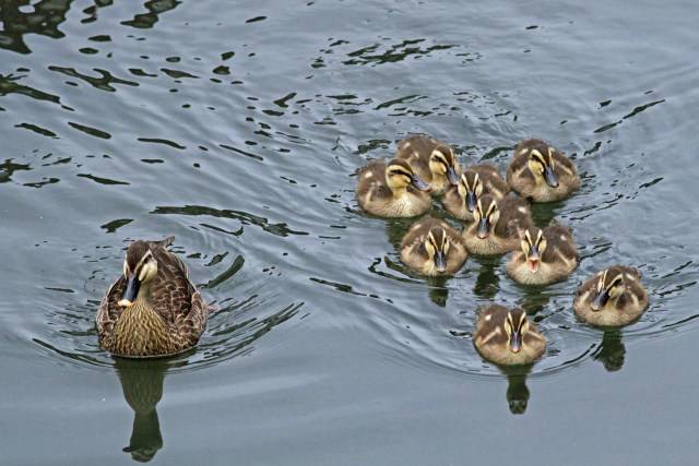 カルガモ親子