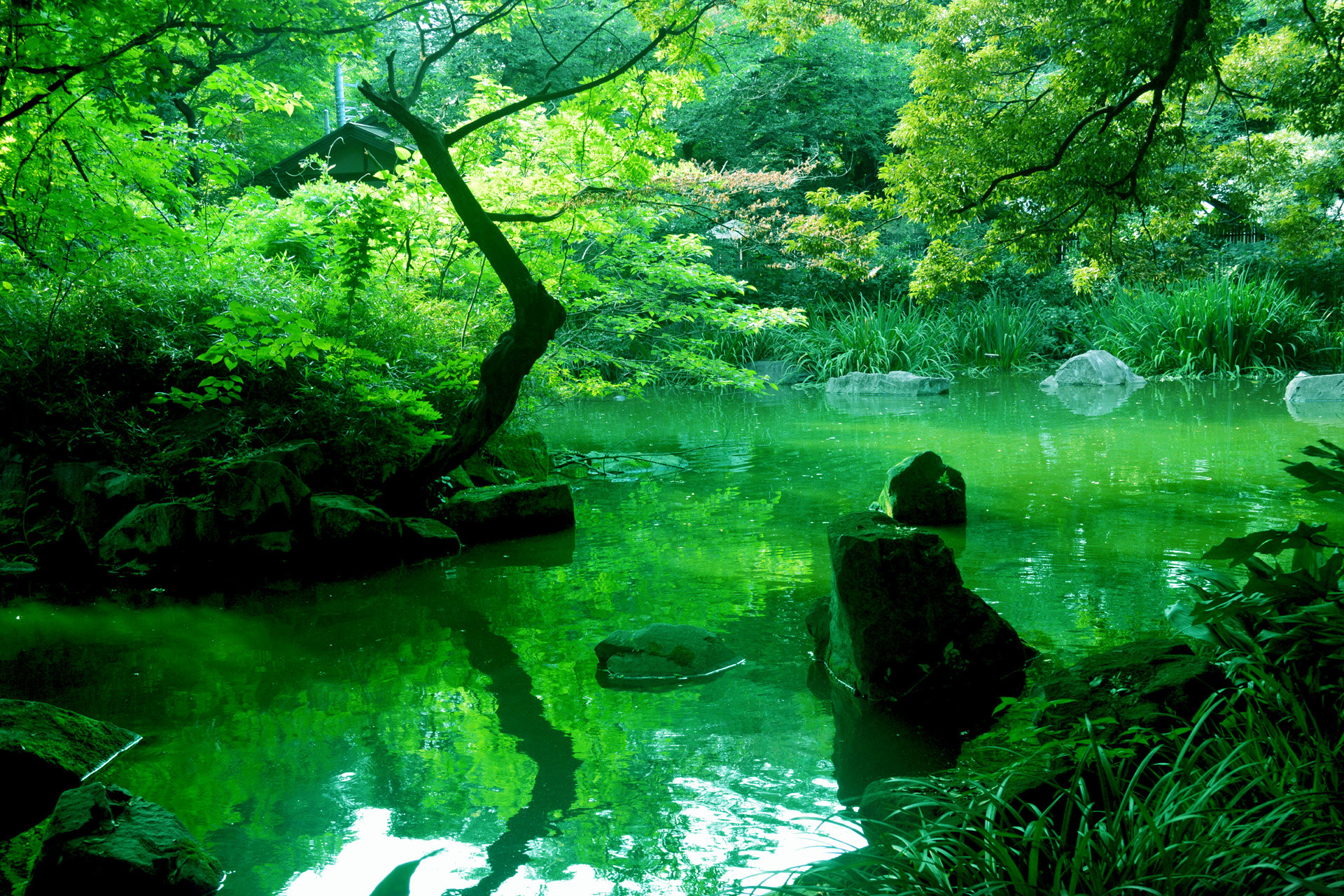 日本の風景 緑の池 壁紙19x1280 壁紙館