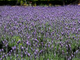 紫一色・ラベンダー畑