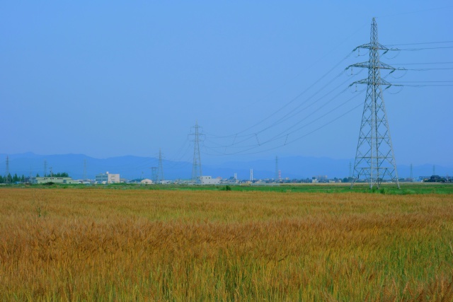 実る麦秋(小麦)