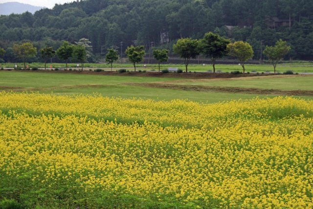黄芥子の畑