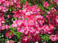 バラの季節-つるバラ-ピンク