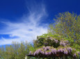藤棚と初夏の雲