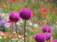 里山ガーデンの花