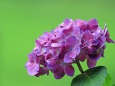 RndList[3]