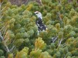 東天井岳手前の雄雷鳥