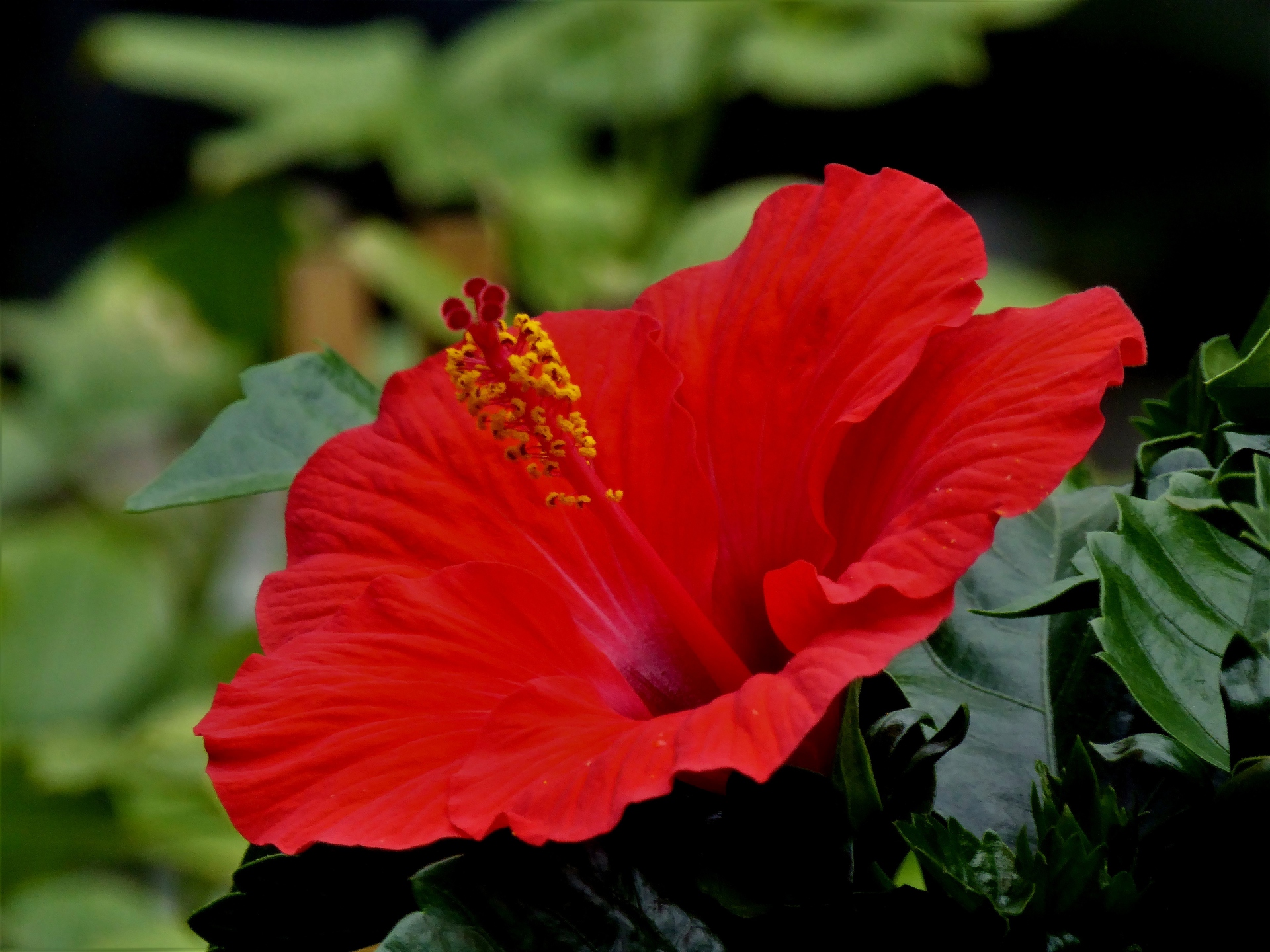 花 植物 ハイビスカス 壁紙19x1440 壁紙館