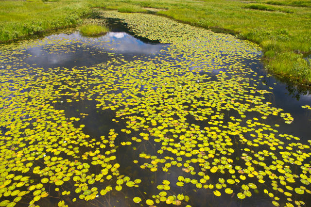 尾瀬・池塘に咲くヒツジグサ