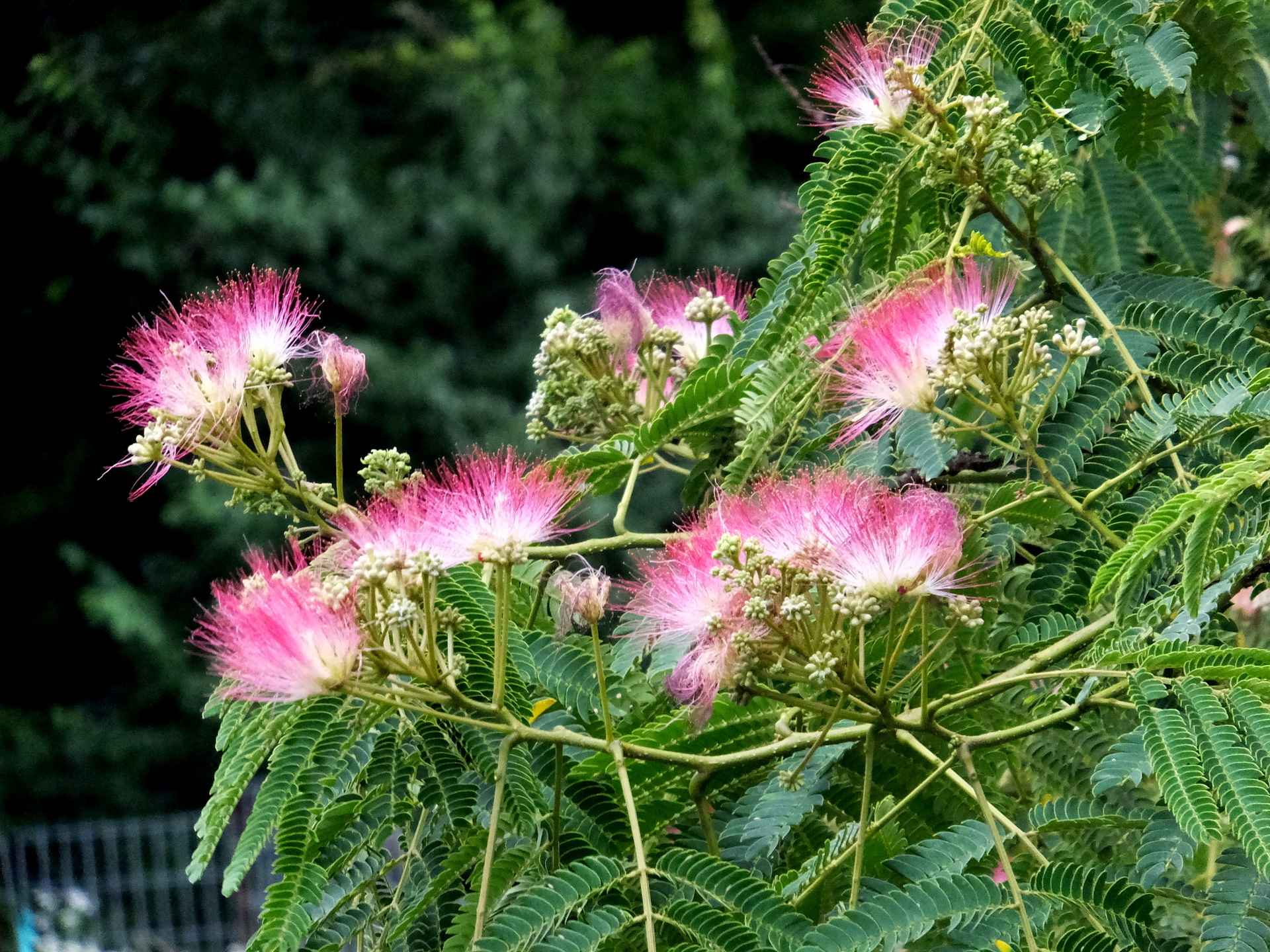 花 植物 合歓の花咲いて 壁紙19x1440 壁紙館