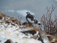 常念岳の雄雷鳥2