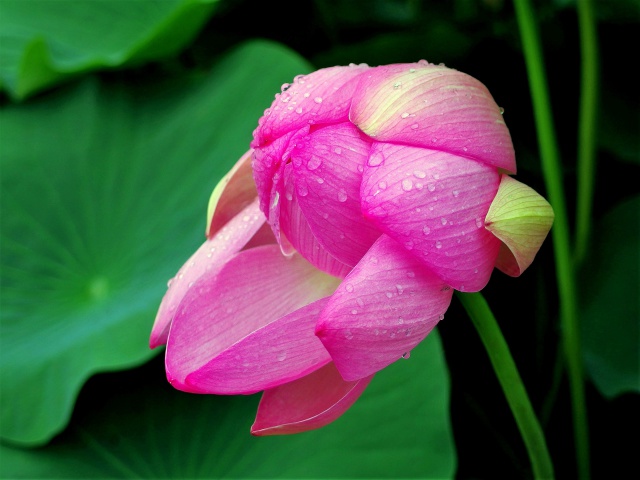 雫を纏って開花中